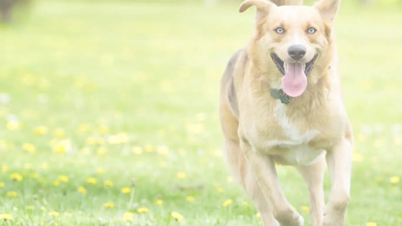 Functional Protein and Fat